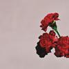 Songcover